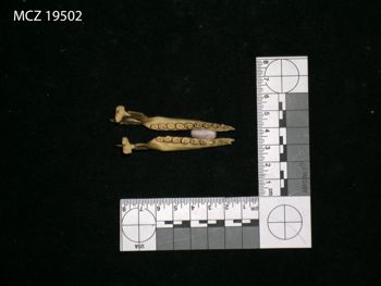 Media type: image;   Mammalogy 19502 Description: Image of skeleton specimen - dorsal view. dorsal view of mandible.;